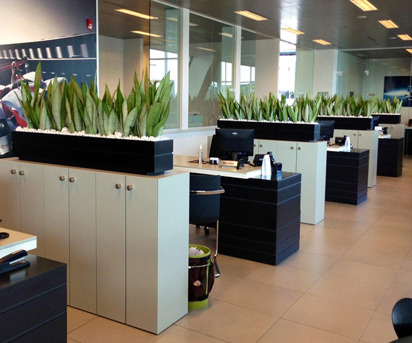 办公室养什么植物风水好以及办公桌植物摆放风水